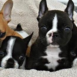 French Bulldogs from Java House French Bulldogs