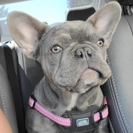 French Bulldogs from Stephanie Dunagan