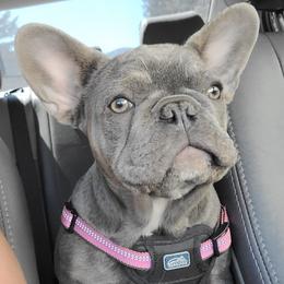 French Bulldogs from Stephanie Dunagan