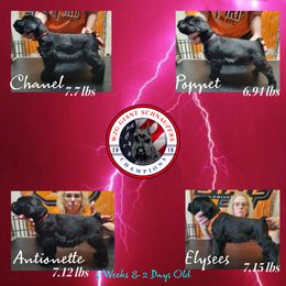 Giant Schnauzer Puppies from W2G Giant Schnauzers