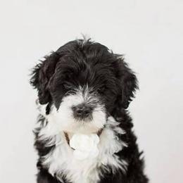 Portuguese Water Dogs from Meridian Portuguese Water Dogs