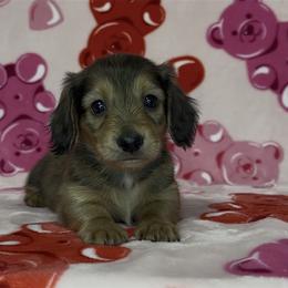 Teddy - Cream male Dachshund puppy in Poteau, Oklahoma from Sisters Dazzling Dachshunds