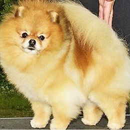 Dawson - Pomeranian