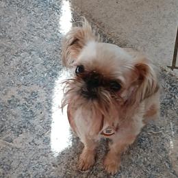 Luna - Brussels Griffon