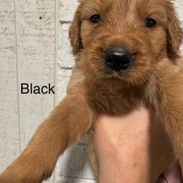 Black - Golden male Golden Retriever puppy in Buchanan, Georgia from Morgan’s Heart of Gold Retrievers