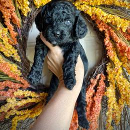 Simon - Black and white male Cavapoo puppy in Danielsville, Georgia from Meg's Doodles and Poodles