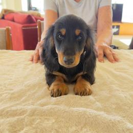 Critter ridge Mason - Black and tan male Dachshund puppy in Coulterville, California from Critter Ridge mini long hair Dachshunds