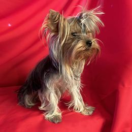 Annie - Yorkshire Terrier