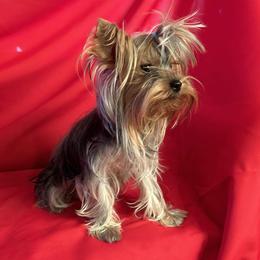Annie - Yorkshire Terrier