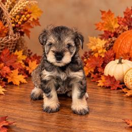 Twilla - Salt and pepper female Miniature Schnauzer puppy in Daisetta, Texas from Winfree’s Schnauzers