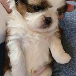 Shih Tzus from Monica's Den of Little Lions