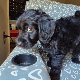Star - Black female Goldendoodle puppy in Kansas City, Missouri from Poppy's Doodles