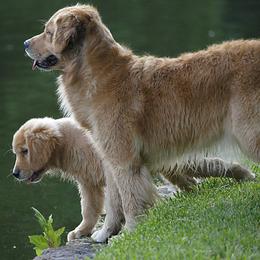 Golden Retrievers from Firefly Cottage Golden Retrievers