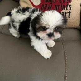 May - Red and white female Shih Tzu puppy in Birdsboro, Pennsylvania from DHDoggs Shih Tzu