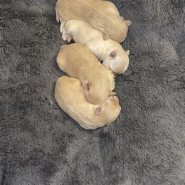 Maltipoo Puppies from Tosha Maltipoos