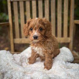 Strobe - Apricot male Cavapoo puppy in Easley, South Carolina from Cutiepie Cavapoos