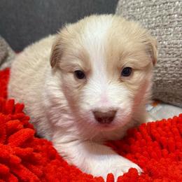Mochi - White and gold female Border Collie puppy in Mckinney, Texas from Border Collies of Ruidoso