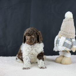 Plain Baguette - Parti Poodle puppy in Hesperia, California from HD Poodles