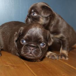 Girl 1 - Brown female Brussels Griffon puppy in Huntsville, Alabama from Tammy's Brussels