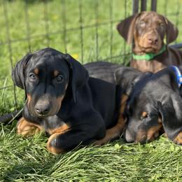 Doberman Pinscher Puppies from Jensen Dobermans