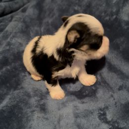 Royce - Parti male Yorkshire Terrier puppy in Wagoner, Oklahoma from Rosenthal Yorkies