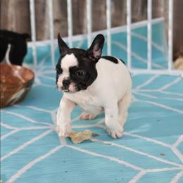 Rhysand - Brindle and white male French Bulldog puppy in Twin Falls, Idaho from Whispering White Pines Labradors