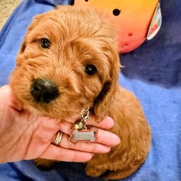 Sequoia - Red  female Goldendoodle puppy in Red Oak, Iowa from Fisher Pups-Stay Golden with a Doodle