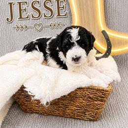 Jesse - Phantom male Bernedoodle puppy in Flagstaff, Texas from Gunstock Doodles
