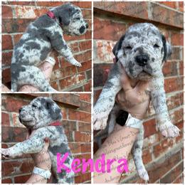 Kendra - Merle female Great Dane puppy in Granbury, Texas from Anderson Blau’s Great Danes