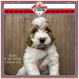 Rosie - Parti female Goldendoodle puppy in North Conway, New Hampshire from Arbor Grace Doodles