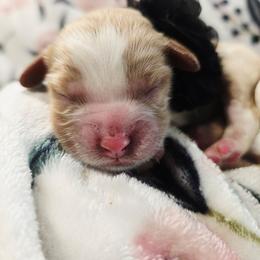 Iris - Tri-color female Cavapoo puppy in Roseville, California from Heavenly Goldendoodles