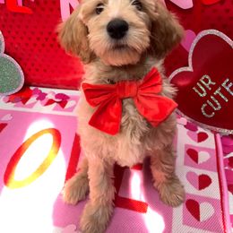 Goldendoodle Puppies from az goldendoodle pups