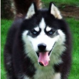 Siberian Husky Puppies from Xk siberians