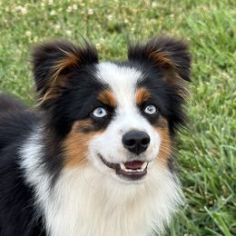 Jack Jack - Toy Australian Shepherd