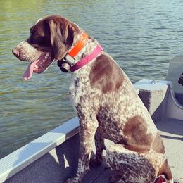 German Shorthaired Pointers from Plaggerman Pups