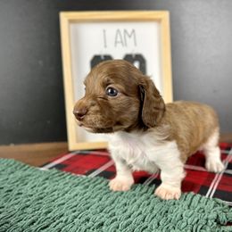 Dachshund Puppies from Queen of Weens Dachshunds