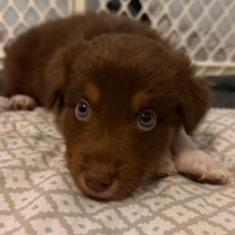 Dove - Red tri-color female Australian Shepherd puppy in East Hartford, Connecticut from CT Aussies
