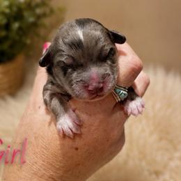 Elsa - Blue merle female Aussiedoodle puppy in Abbeville, South Carolina from Double E Doodles