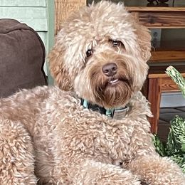 Rowan - Australian Labradoodle