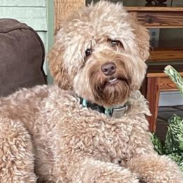Rowan - Australian Labradoodle