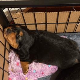 Bean - Black and tan male Dachshund puppy in Kingston, Washington from Little Doxie Farm
