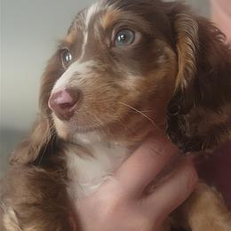 Boy1 - Dapple male Dachshund puppy in Anderson, South Carolina from Iron Butterfly Kennels