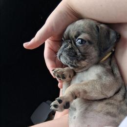 Lydia - Brindle female Pug puppy in Olin, North Carolina from Piggy Pugs