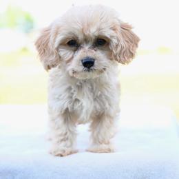 Char - Cream female Cavapoo puppy in Lawton, Oklahoma from Lindsey’s Cavies
