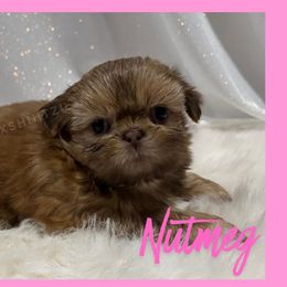 Nutmeg - Chocolate female Shih Tzu puppy in Hayden, Idaho from Phoenix Shih Tzu
