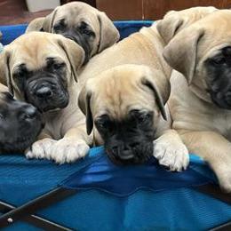 Mastiffs from Trindade Mastiffs