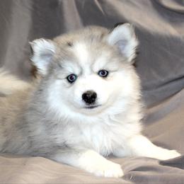 Missy - Merle female Pomsky puppy in Uintah County, Utah from Bingo's Wolfhounds, Lollipop Pomskies