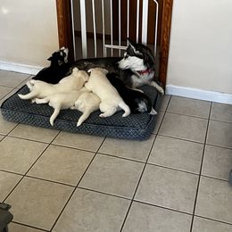 Siberian Husky Puppies from Loveland Siberian Huskies