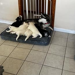 Siberian Husky Puppies from Loveland Siberian Huskies