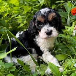 Wren - Tri-color female Cavapoo puppy in Battle Lake, Minnesota from Panda Puppies